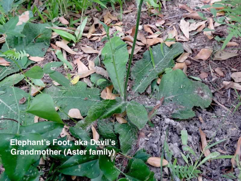 Elephant's Foot, or Devil's Grandmother, in the woods of East Texas south of Tyler